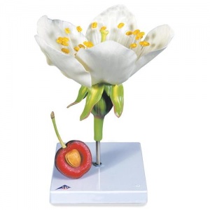 Cherry Blossom with Fruit Model (Prunus Avium)