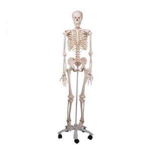 3B Scientific GmbH Skeleton Model - Stan A10