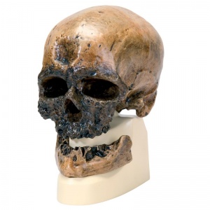 Anthropological Skull (Cro-Magnon)