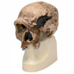 Anthropological Skull (Steinheim)
