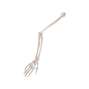 Wire Mounted Arm Skeleton