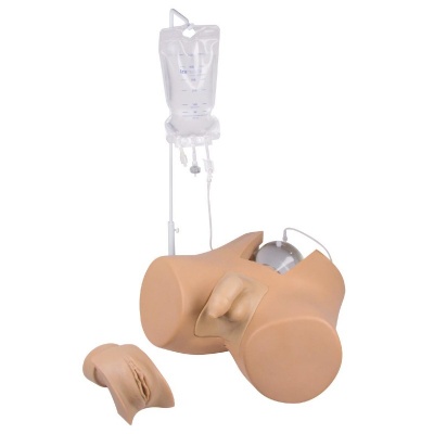 Erler-Zimmer Catheterisation Training Model (Male and Female Genital Inserts)