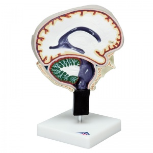 Cerebrospinal Fluid Circulation Model