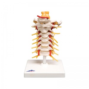 Sectional Spinal Column Models