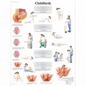 Childbirth Chart