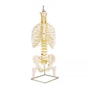 Classic Flexible Spine Model with Ribs and Femur Heads A56/2