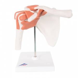 Classic Functional Knee Joint Model