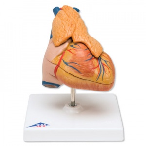 Classic Heart Model with Thymus (3-Part)