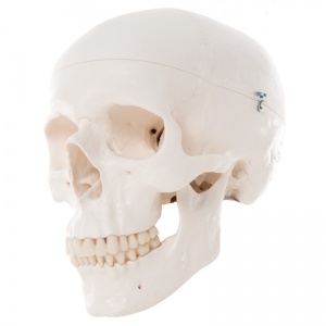 Classic Human Skull Model (3-Part)