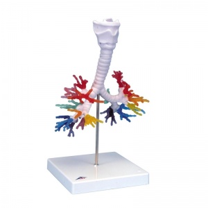 CT Bronchial Tree Model with Larynx