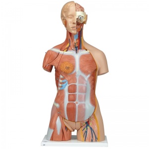 Deluxe Dual Sex Muscle Torso (31-Part)