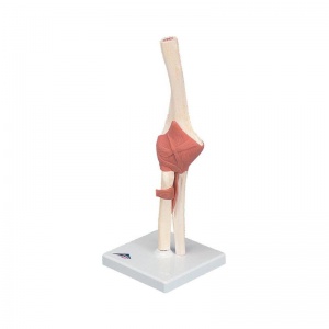 Deluxe Functional Elbow Joint Model