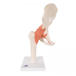 Deluxe Functional Hip Joint Model