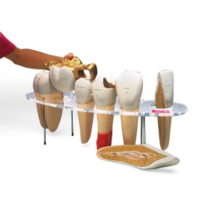 Dental Morphology Series Models