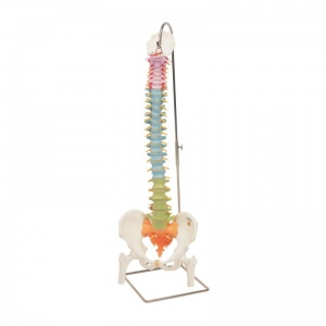 Didactic Flexible Spine Model with Femur Heads A58/9