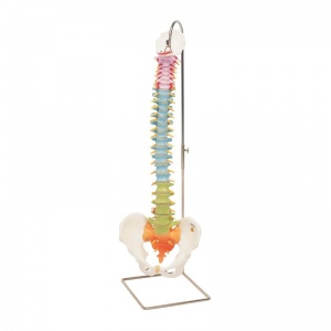 Didactic Flexible Spine Model A58/8