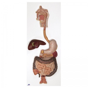 Digestive System Model (3-Part)