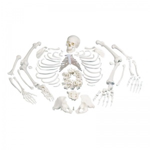 Disarticulated Full Skeleton