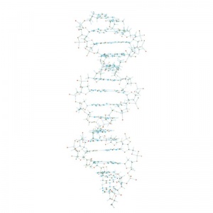 3B DNA Model