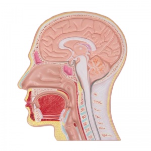 Erler-Zimmer Median Head Cross-Section Relief Model