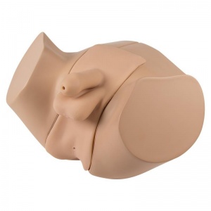 Erler-Zimmer Male Catheter and Enema Model