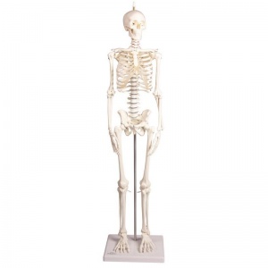 Erler-Zimmer Paul Miniature Skeleton with Flexible Spine Model