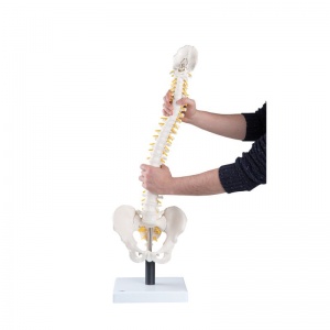 Flexible Spine with Soft Intervertebral Discs VB84