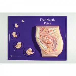 Four Month Foetus Model Activity Set