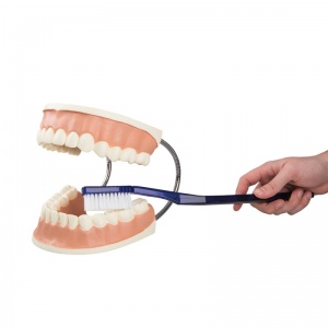 Giant Dental Care Model