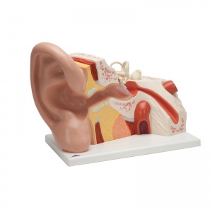 Giant Ear Model, 5 Times Full Size (3-Part)