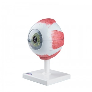 Giant Eye Model, 5 Times Full-Size (6-Part)