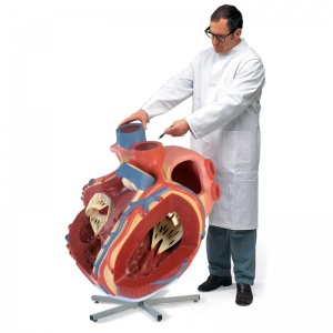 Giant Heart Model (8 Times Life-Size)