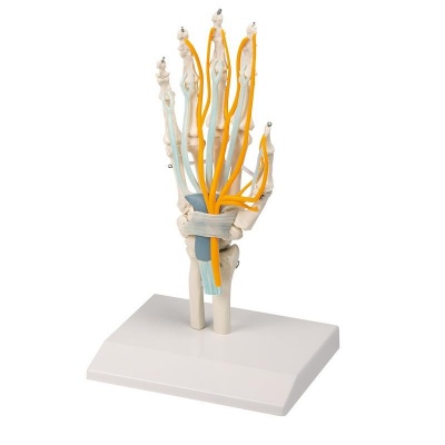 Erler-Zimmer Anatomical Hand Model with Tendons, Nerves, and Carpal Tunnel