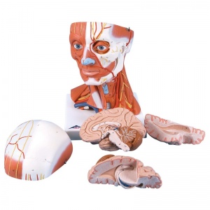 Head and Neck Musculature Model (5-Part)