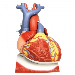 Heart on Diaphragm Model, 3 Times Life-Size (10-Part)