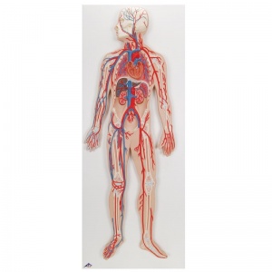 Human Circulatory System Model