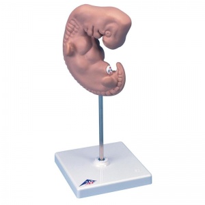 Human Embryo Model