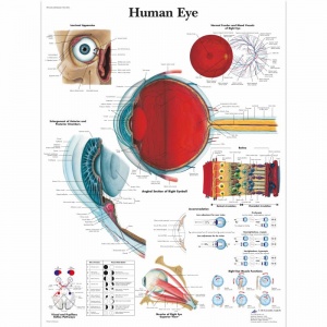 Human Eye Chart (Laminated)