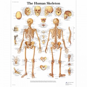 Human Skeleton Chart (Laminated)