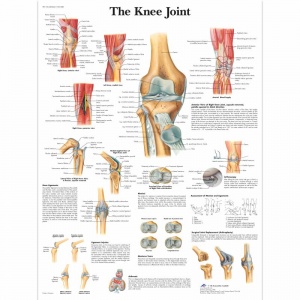 The Knee Joint Chart