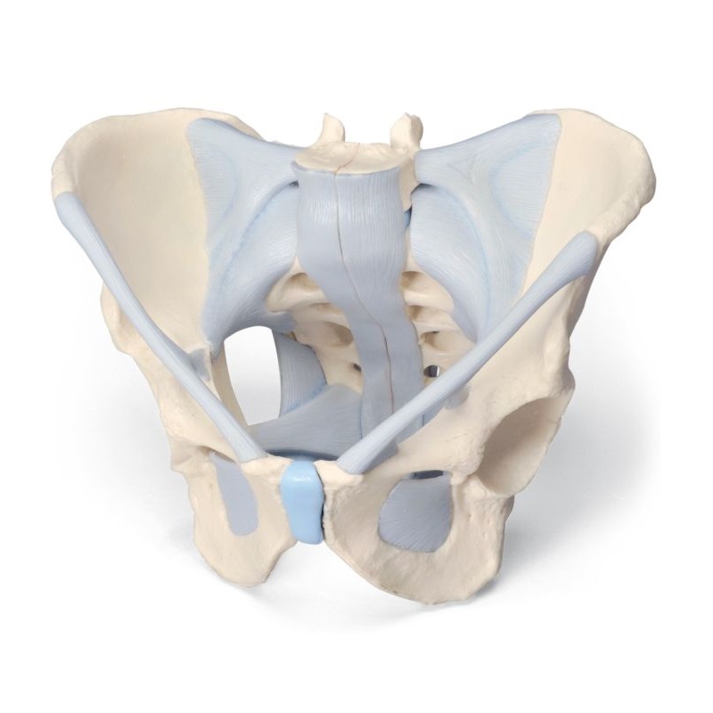 2-Part Male Pelvis Model with Ligaments