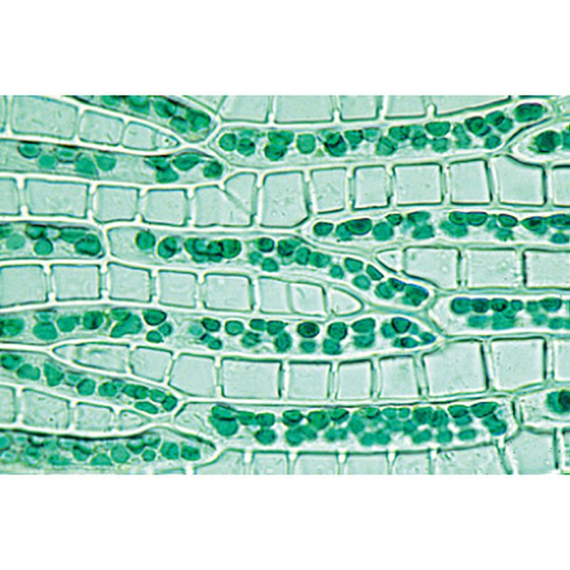 3B Bryophyta Microscopic Slides