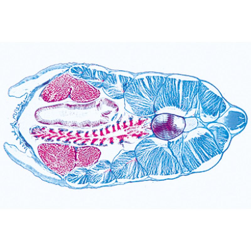 3B Cephalochordata Microscopic Slides