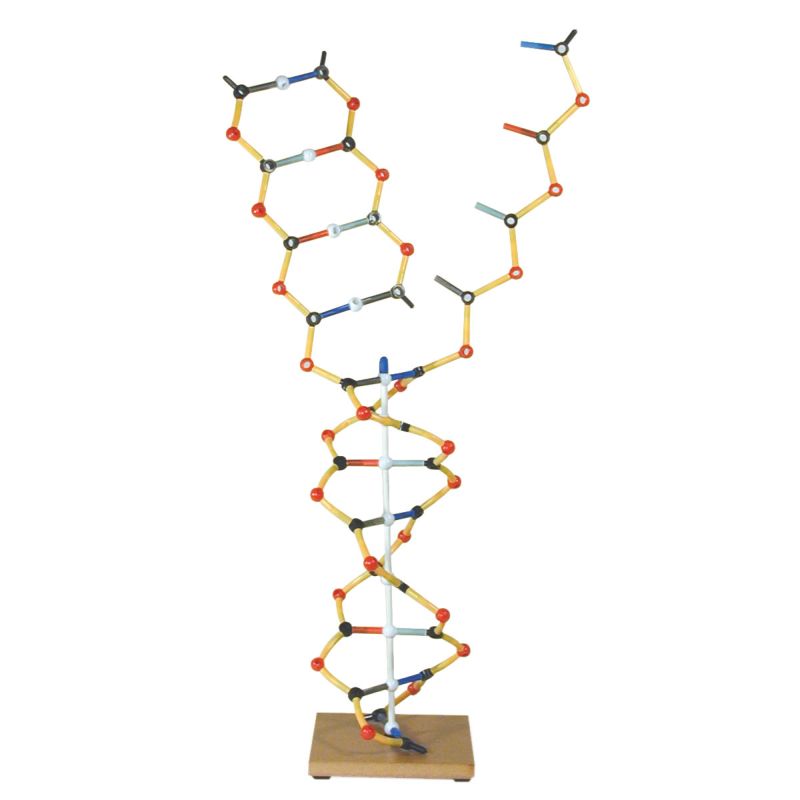 3B DNA-RNA Model