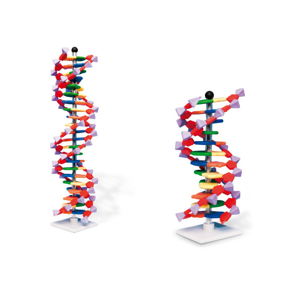 Double Helix Mini DNA Models (22 Segments)