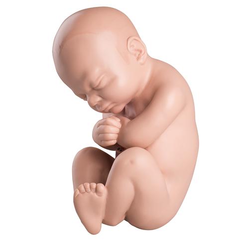 Replacement Fetus Model