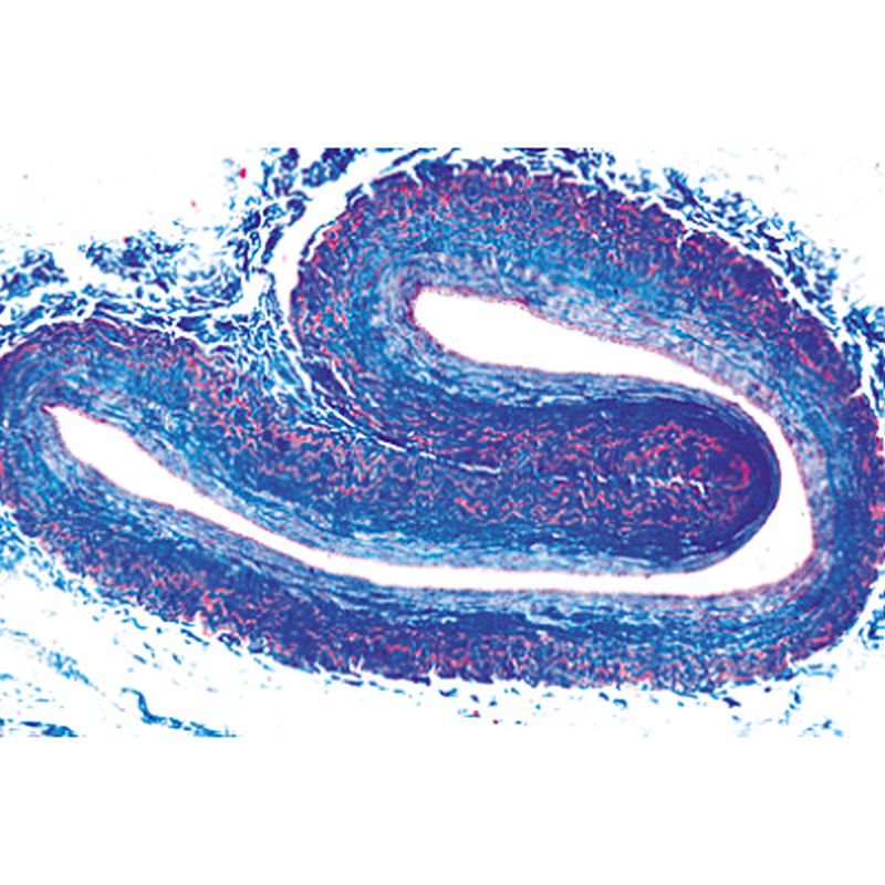 3B Histology of Vertebrata Microscopic Slides