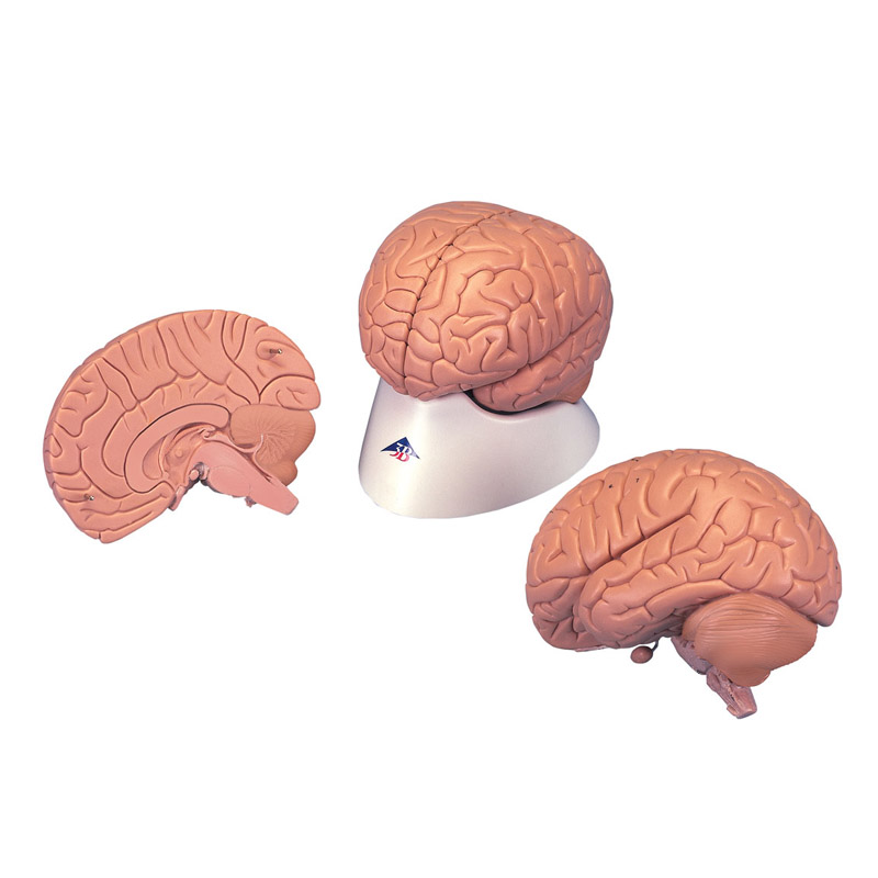 2 Part Introductory Brain Model Labworld Co Uk