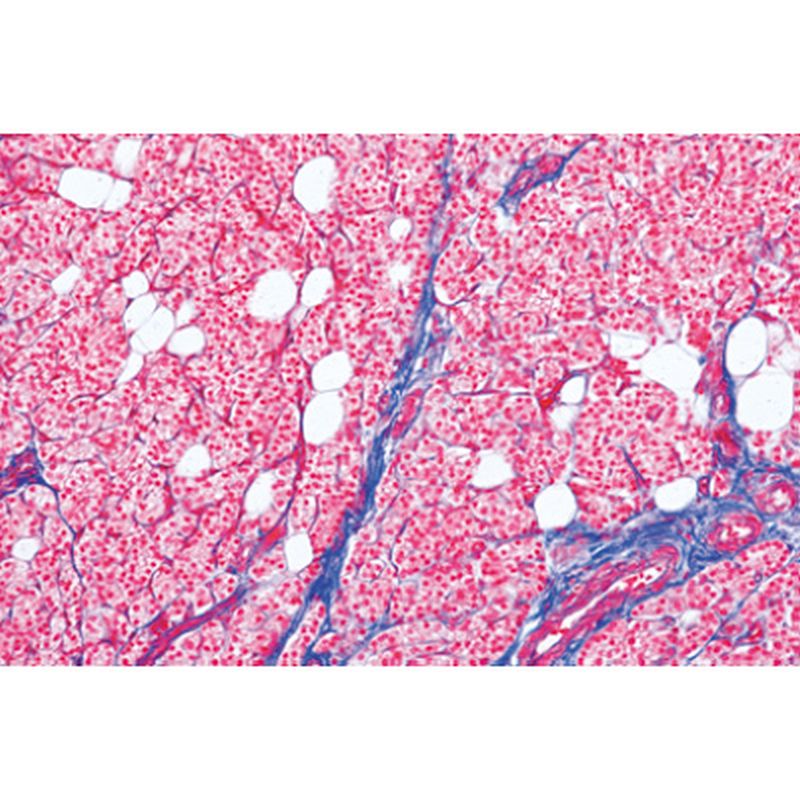 3B Normal Human Histology Part II Microscopic Slides