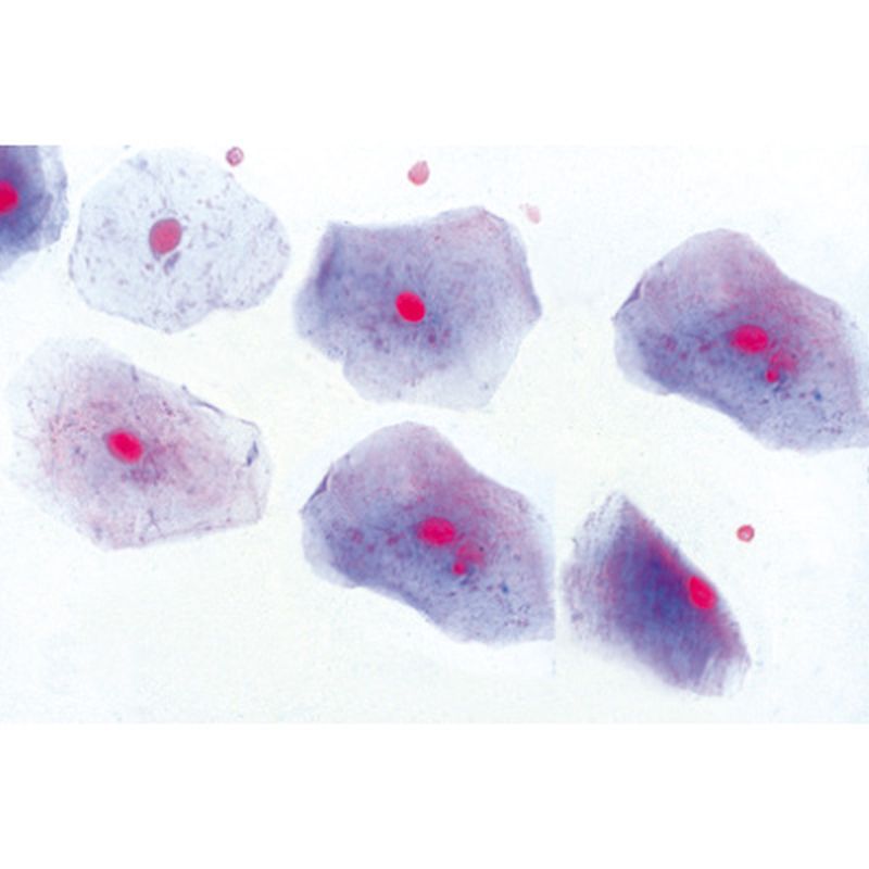 3B Normal Human Histology Microscopic Slides